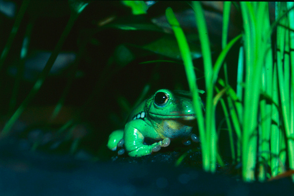 Frog-1